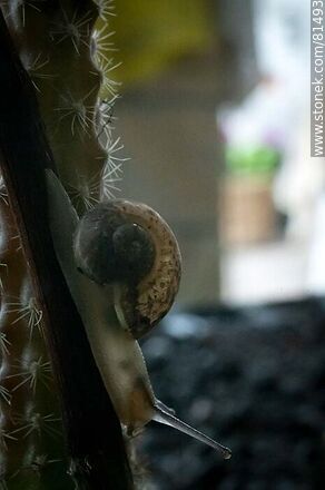 Snail - Fauna - MORE IMAGES. Photo #81493