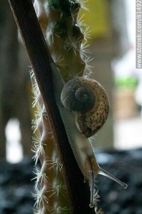 Snail - Fauna - MORE IMAGES. Photo #81492