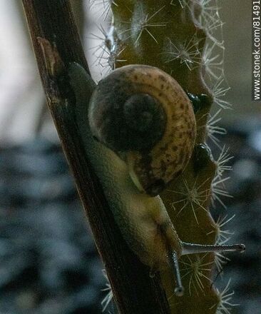 Small snail - Fauna - MORE IMAGES. Photo #81491