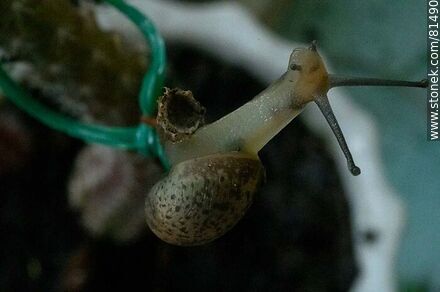 Small snail - Fauna - MORE IMAGES. Photo #81490