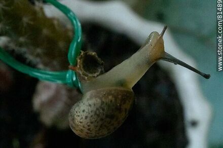 Small snail - Fauna - MORE IMAGES. Photo #81489