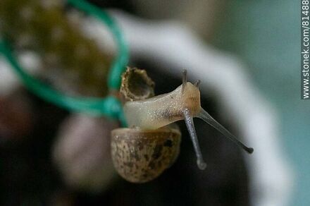 Small snail - Fauna - MORE IMAGES. Photo #81488