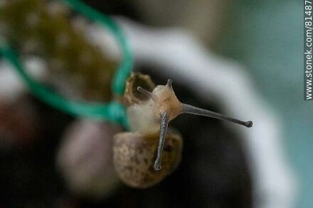 Small snail - Fauna - MORE IMAGES. Photo #81487