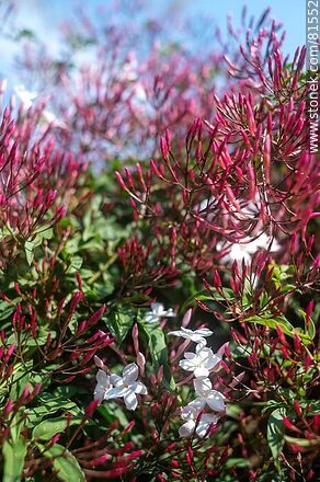 Jazmín chino o de Hungría en flor - Flora - IMÁGENES VARIAS. Foto No. 81552