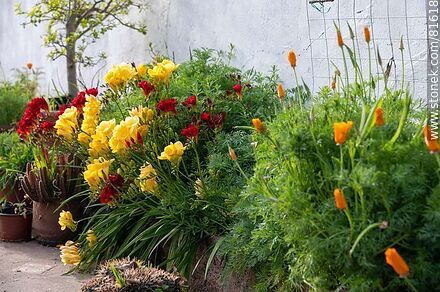 Flower bed with freesias - Flora - MORE IMAGES. Photo #81618