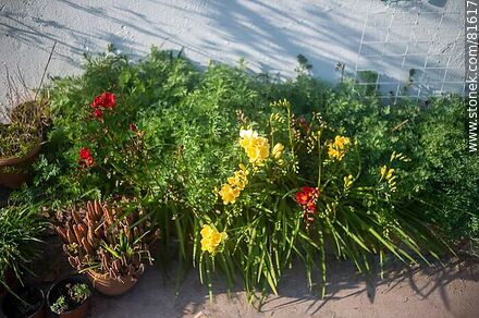Flower bed with freesias - Flora - MORE IMAGES. Photo #81617