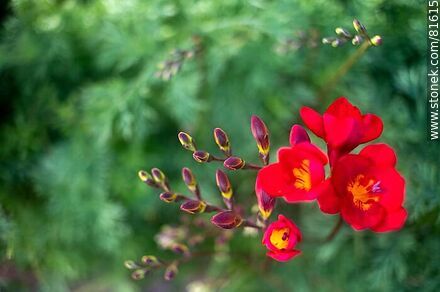 Red Freesia - Flora - MORE IMAGES. Photo #81615