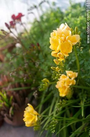 Fresias amarillas - Flora - IMÁGENES VARIAS. Foto No. 81611