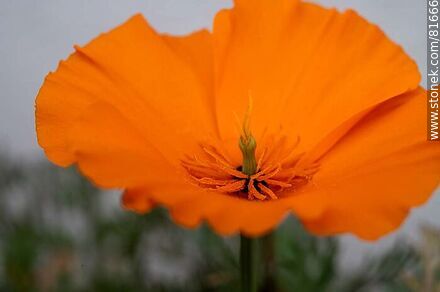 Golden thimble or California poppy - Flora - MORE IMAGES. Photo #81666