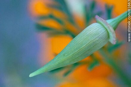 Dedal de oro o amapola de California - Flora - MORE IMAGES. Photo #81663