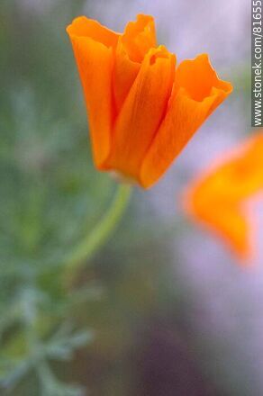 Golden thimble or California poppy - Flora - MORE IMAGES. Photo #81655