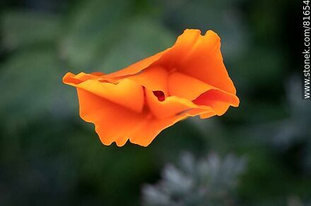 Golden thimble or California poppy - Flora - MORE IMAGES. Photo #81654