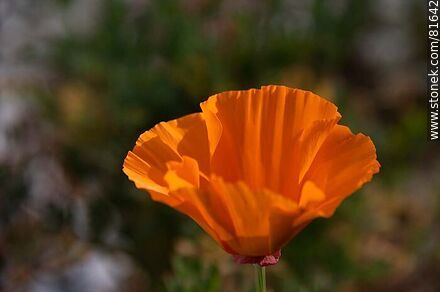 Golden thimble or California poppy - Flora - MORE IMAGES. Photo #81642