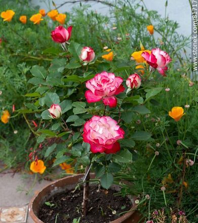 Rosa china matizada color cereza y blanco - Flora - IMÁGENES VARIAS. Foto No. 81717