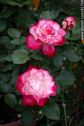 Rosa china matizada color cereza y blanco - Flora - IMÁGENES VARIAS. Foto No. 81709