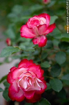 Rosa china matizada color cereza y blanco - Flora - IMÁGENES VARIAS. Foto No. 81691