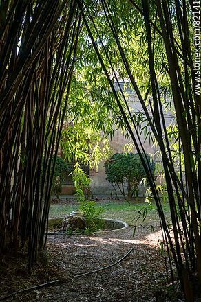 Quinta Capurro's cane field - Department of Canelones - URUGUAY. Photo #82141