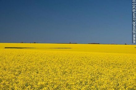 Campos de canola. Flores amarillas contra el cielo azul. Bandera de Ucrania -  - IMÁGENES VARIAS. Foto No. 83010