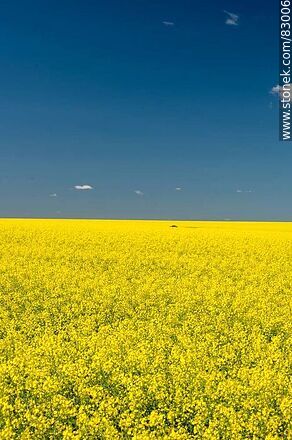 Campos de canola. Flores amarillas contra el cielo azul. Bandera de Ucrania -  - URUGUAY. Foto No. 83006