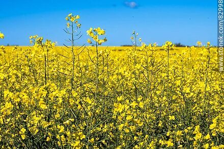 Fields of yellow canola flowers - Flora - MORE IMAGES. Photo #82998