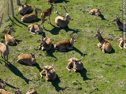 Vista aérea del ecoparque Tálice. Ciervos descansando - Departamento de Flores - URUGUAY. Foto No. 83560