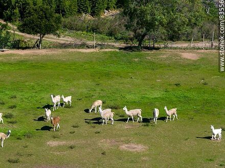 Vista aérea del ecoparque Tálice. Alpacas - Departamento de Flores - URUGUAY. Foto No. 83556
