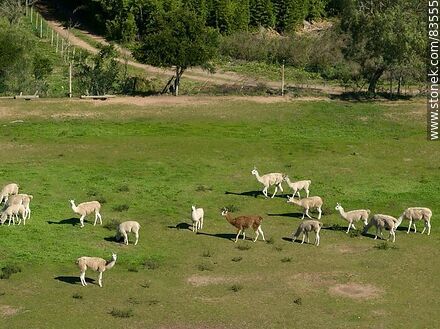 Vista aérea del ecoparque Tálice. Alpacas - Departamento de Flores - URUGUAY. Foto No. 83555