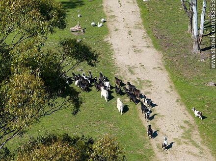 Aerial view of Thalice Ecopark. Goats in a row - Flores - URUGUAY. Photo #83553