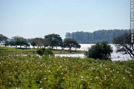 Costa sobre el río Uruguay - Departamento de Salto - URUGUAY. Foto No. 83693