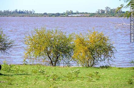 Costa sobre el río Uruguay - Departamento de Salto - URUGUAY. Foto No. 83711