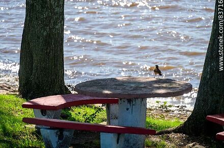 Coast on the Uruguay River. Ovenbird - Department of Salto - URUGUAY. Photo #83716