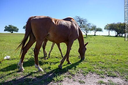 Mare with her foal - Department of Salto - URUGUAY. Photo #83760