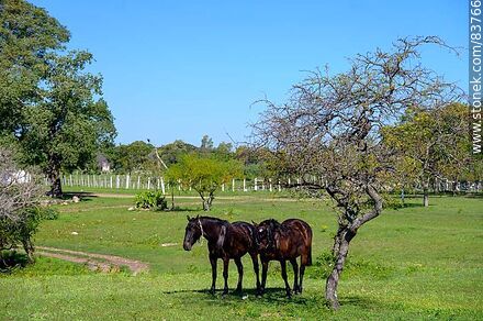 A pair of horses - Department of Salto - URUGUAY. Photo #83766