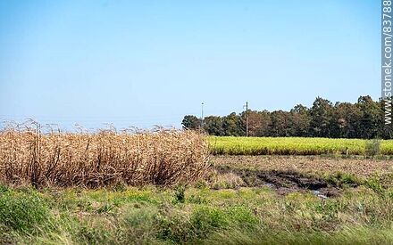 Plantaciones de caña de azúcar - Artigas - URUGUAY. Photo #83788