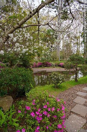 Spring in the Japanese Garden. Cherry tree - Department of Montevideo - URUGUAY. Photo #83998