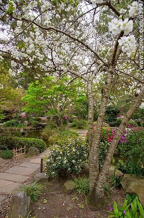 Spring in the Japanese Garden. Cherry tree - Department of Montevideo - URUGUAY. Photo #83997