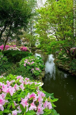 Primavera en el Jardín Japonés. Explosión de azaleas en flor - Departamento de Montevideo - URUGUAY. Foto No. 83966