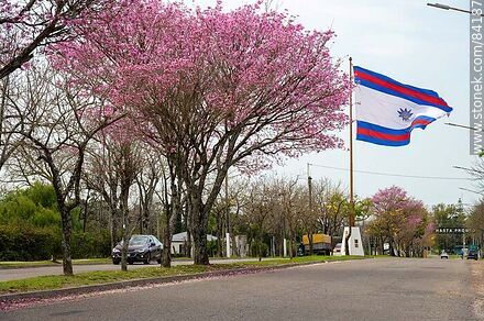 Pamate, maculís or savannah oak and the flag of Paysandú on Italia Avenue - Department of Paysandú - URUGUAY. Photo #84187