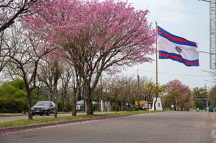 Pamate, maculís or savannah oak and the flag of Paysandú on Italia Avenue - Department of Paysandú - URUGUAY. Photo #84188