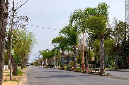 Palm trees and flowerbeds on Artigas Blvd. - Rio Negro - URUGUAY. Photo #84383