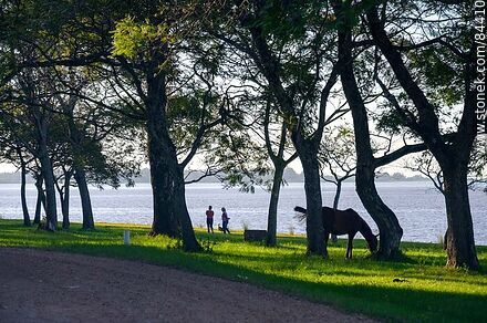 Parque frente a la costa del río Uruguay - Departamento de Salto - URUGUAY. Foto No. 84410