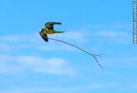 Parrot in flight carrying branches for nest building - Fauna - MORE IMAGES. Photo #84853