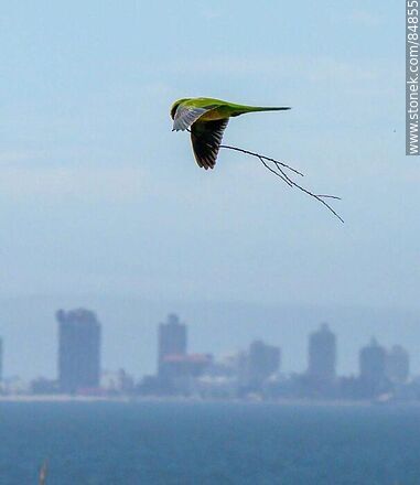 Parrot in flight carrying branches for nest building - Punta del Este and its near resorts - URUGUAY. Photo #84855