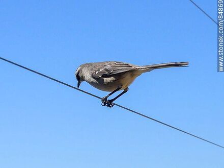 Calandria - Fauna - MORE IMAGES. Photo #84869