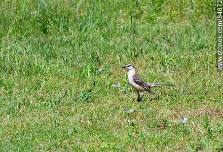 Calandria - Fauna - MORE IMAGES. Photo #84872