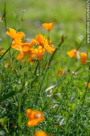 California poppy or gold thimble - Flora - MORE IMAGES. Photo #84925