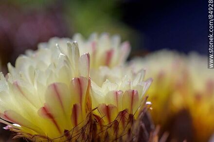 Yellow-flowered prickly pear - Flora - MORE IMAGES. Photo #84928