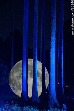 Luna llena entre los árboles - Departamento de Montevideo - URUGUAY. Foto No. 85146