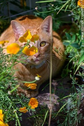 Gato entre las flores - Fauna - MORE IMAGES. Photo #85277
