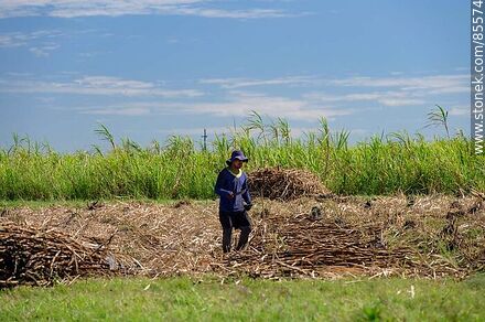 Cañero (también llamados peludos) cortando caña de azúcar - Departamento de Artigas - URUGUAY. Foto No. 85574